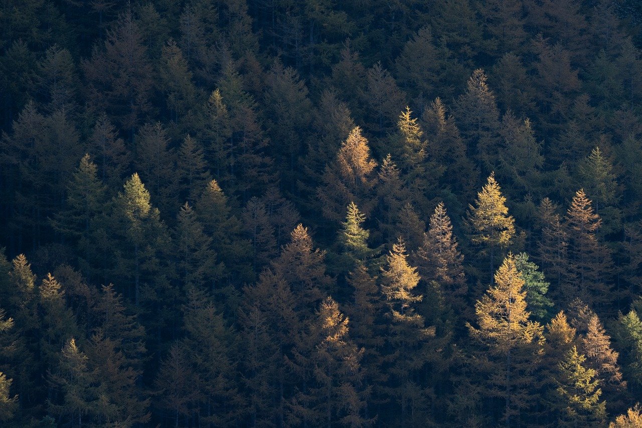 Arboricultural Consultants